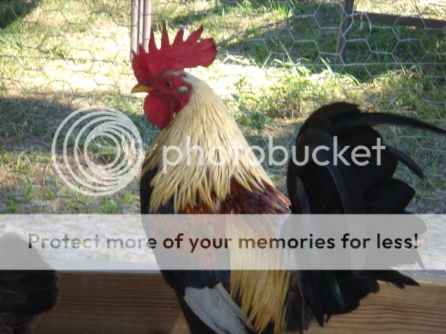 chickens023.jpg