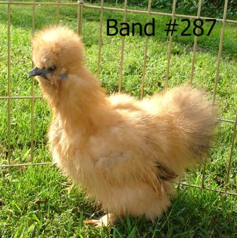 SaleBirds020.jpg