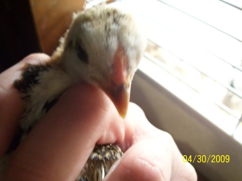 chickpics014.jpg