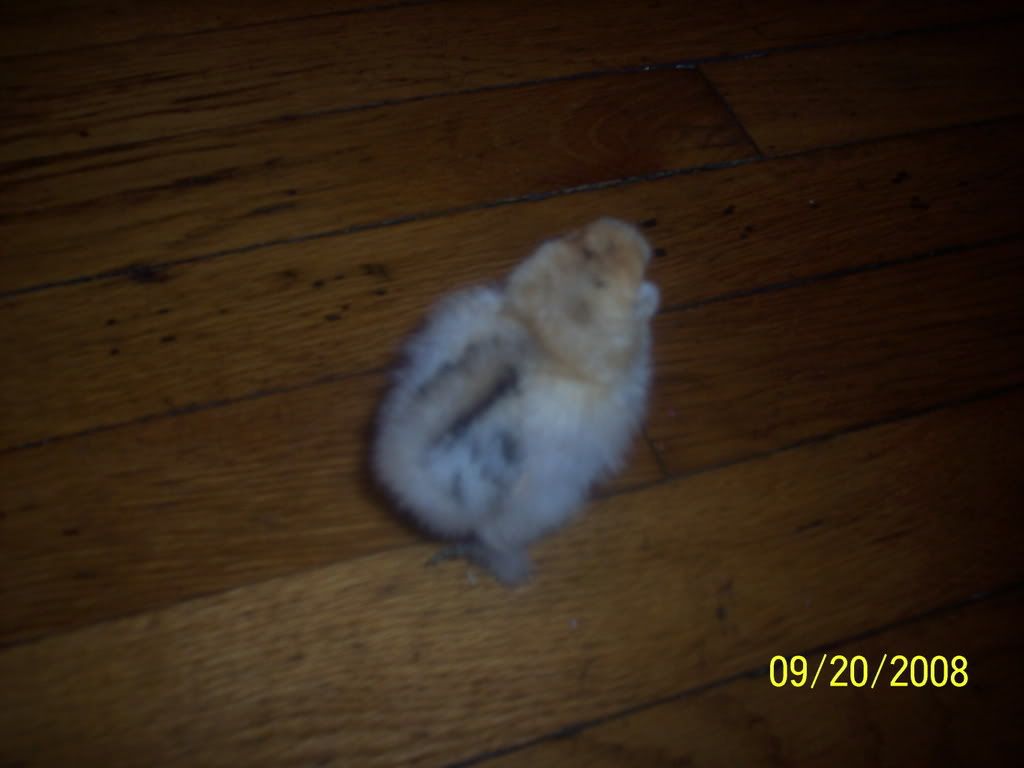 Picture122.jpg