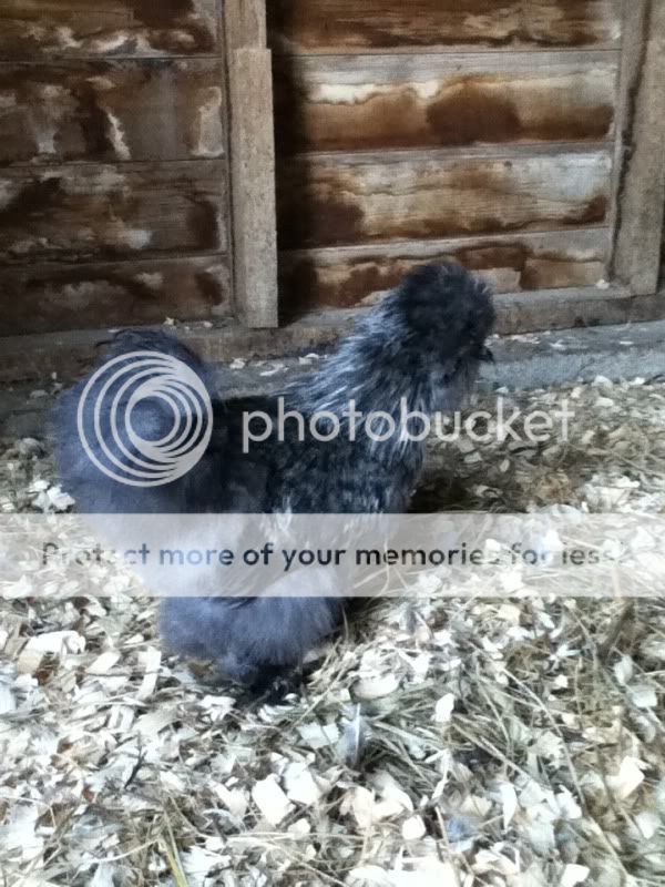 iPodpictures6-17-114-h417.jpg