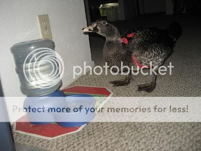 ham005.jpg