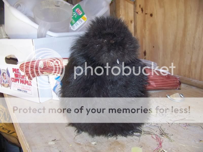 newsilkiehen014.jpg