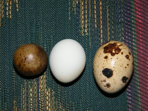 egg.jpg