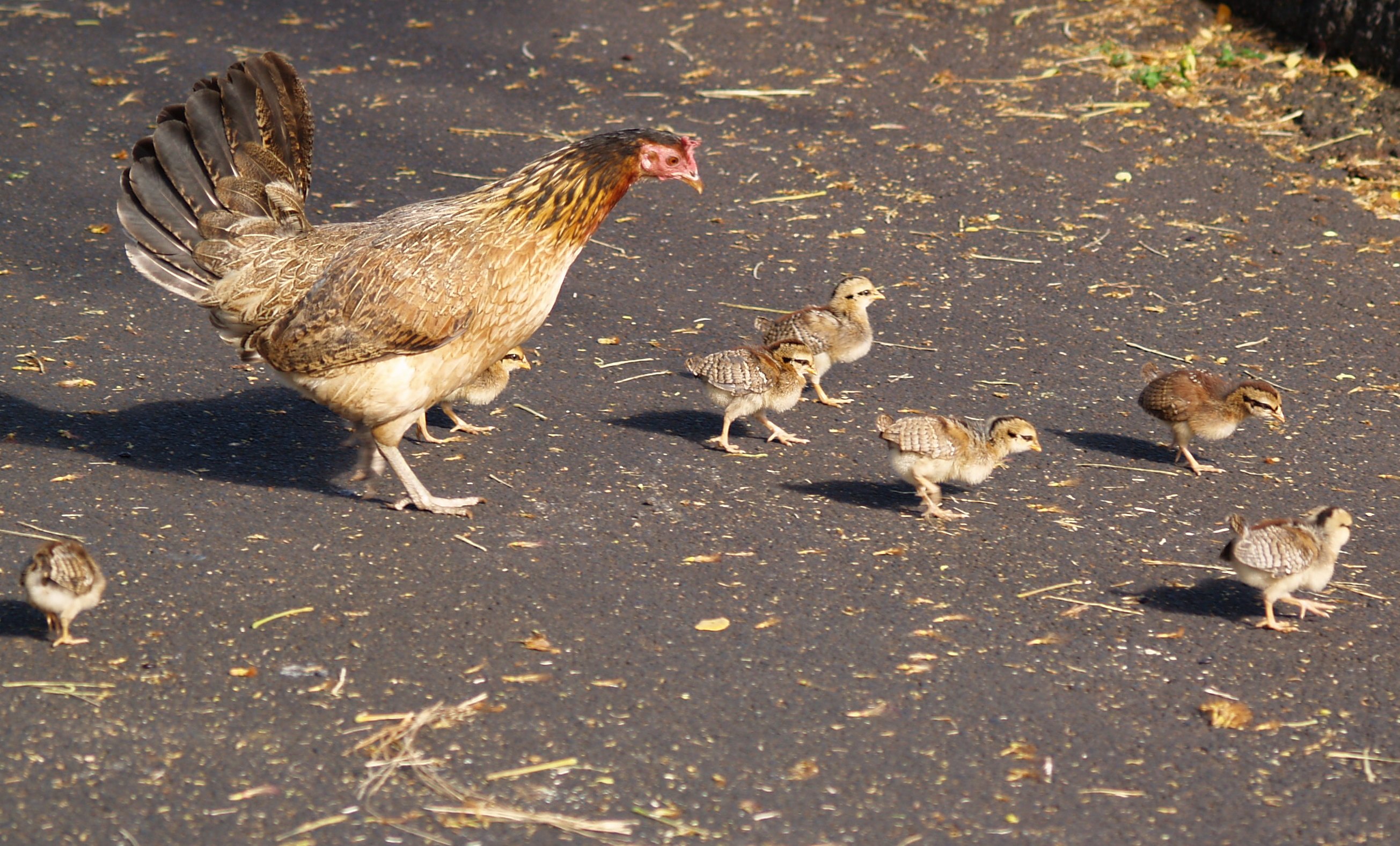 hen-and-chicks-in-lihue1.jpg