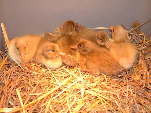 IndianRunnerDucklings-June92010002.jpg