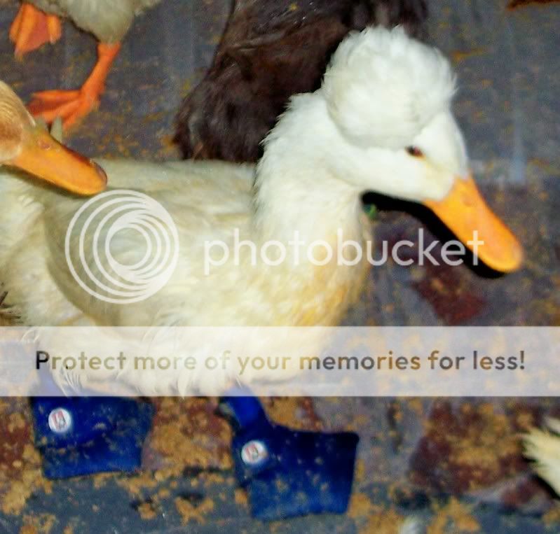duckboots5.jpg