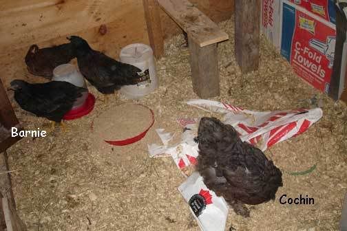 labeled-Daria--Barnies.jpg