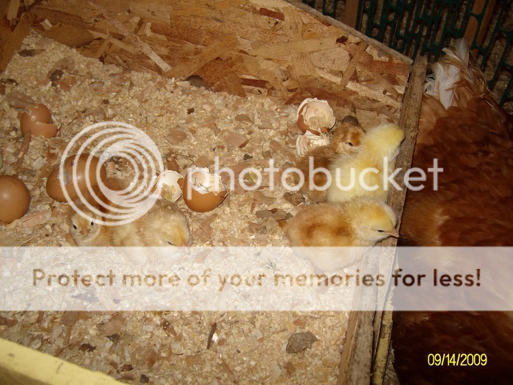 GoldiesFirstBrood010.jpg