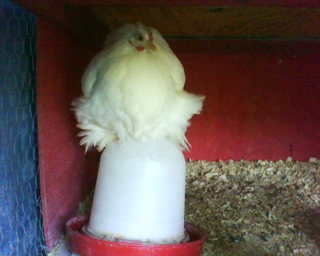 CochinRoost2.jpg
