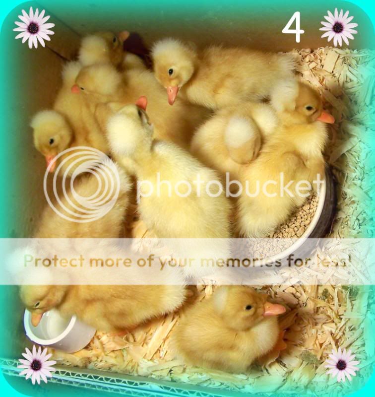 duckies04.jpg