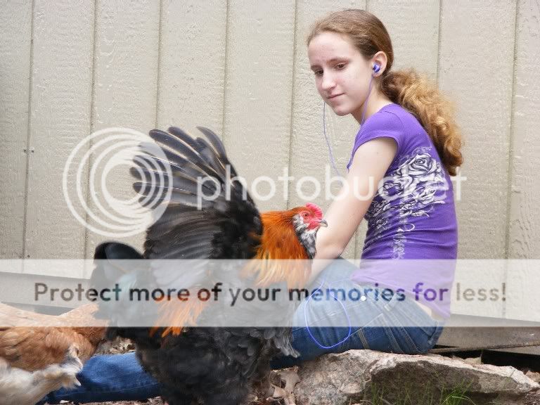 chickens022010010.jpg