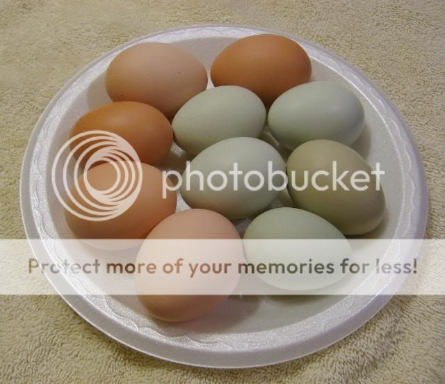 eggs003-1.jpg