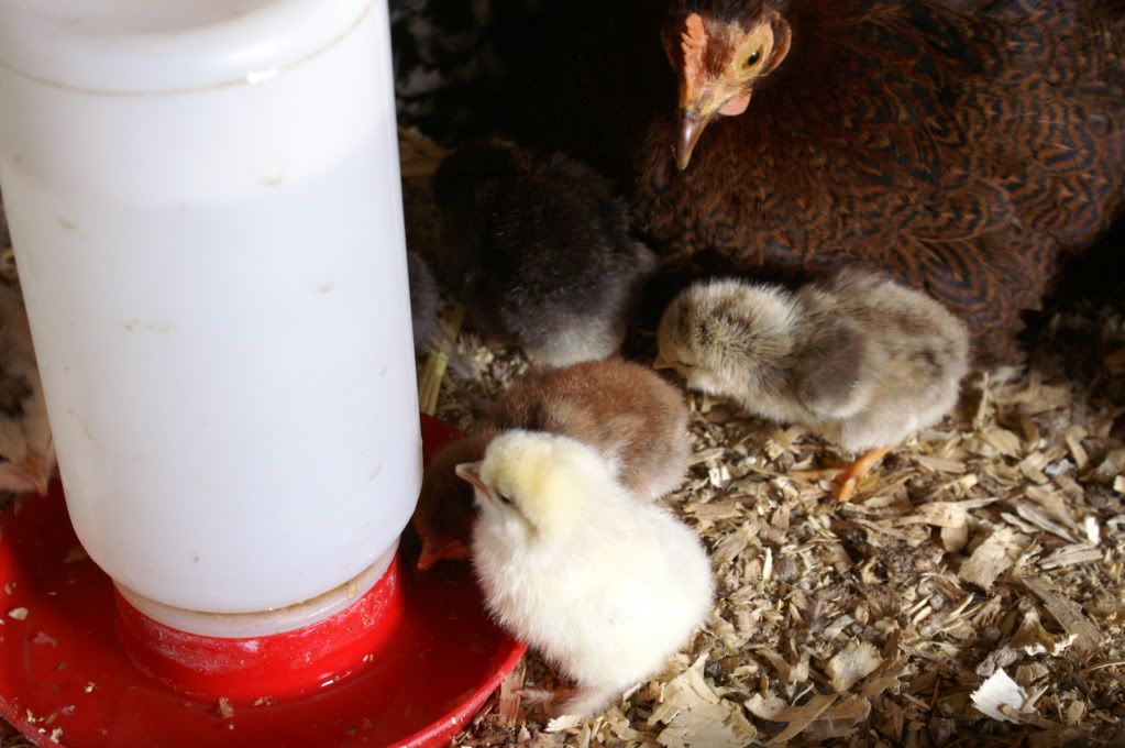mychickens072.jpg