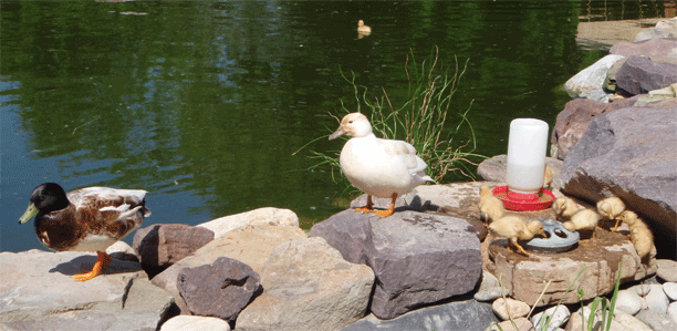 cl-callducks03.gif