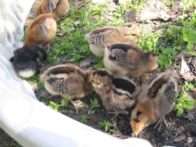 Oneweekold015.jpg
