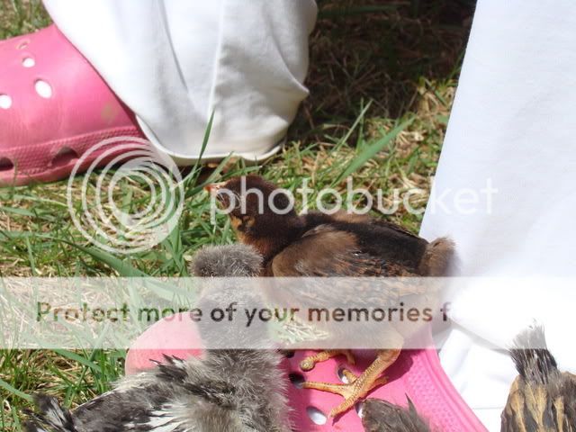 chickens223.jpg