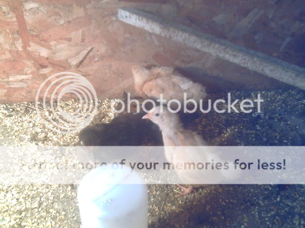 PICT0033.jpg