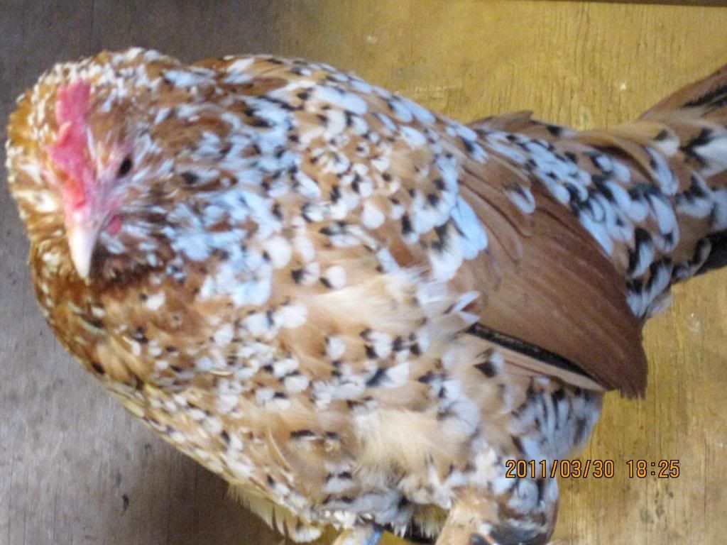 chickensatmoms101.jpg