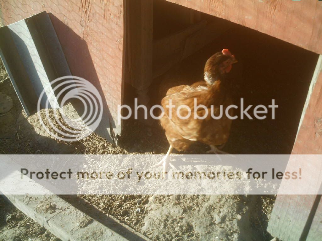 henmolting-1.jpg