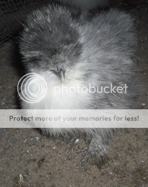 weirdchick1frompieggs.jpg