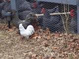 chickens1.jpg
