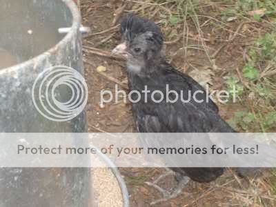 TwoWeekOldChicks_Spring2008_03.jpg