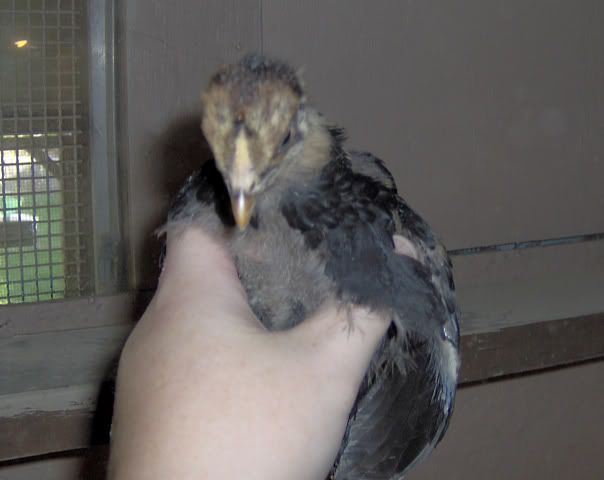 mysterychick001.jpg