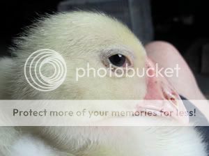 IMG_7217sm.jpg