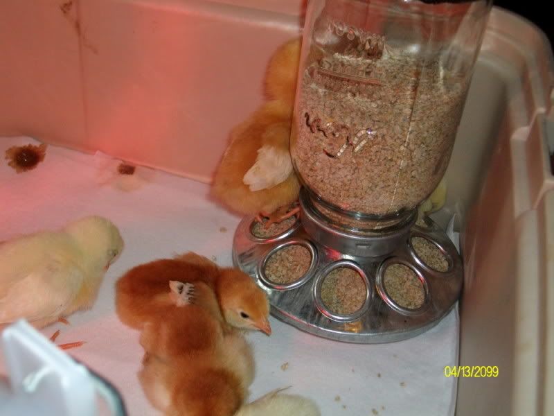 chicks1day1.jpg