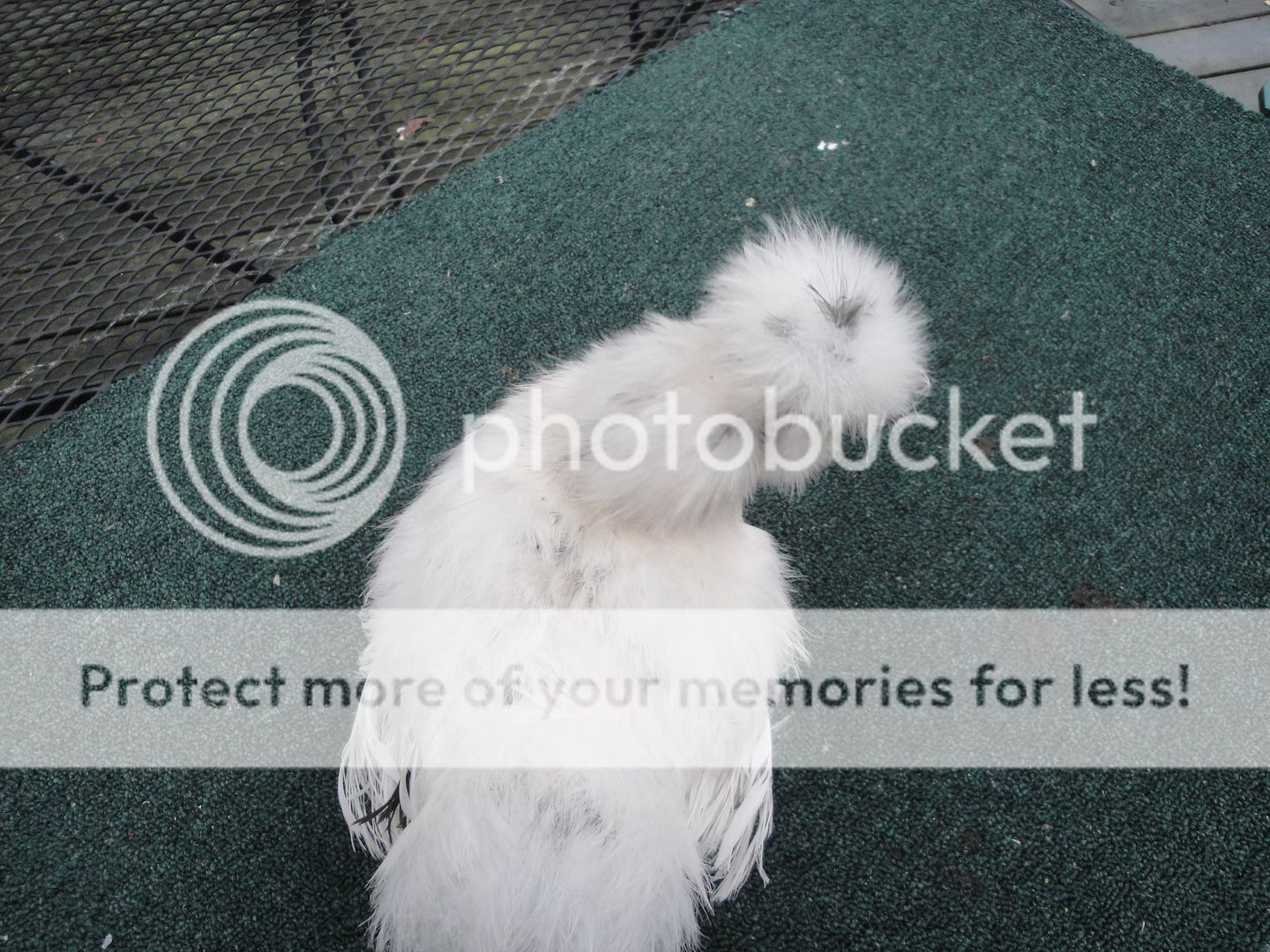 silkieandouille018.jpg