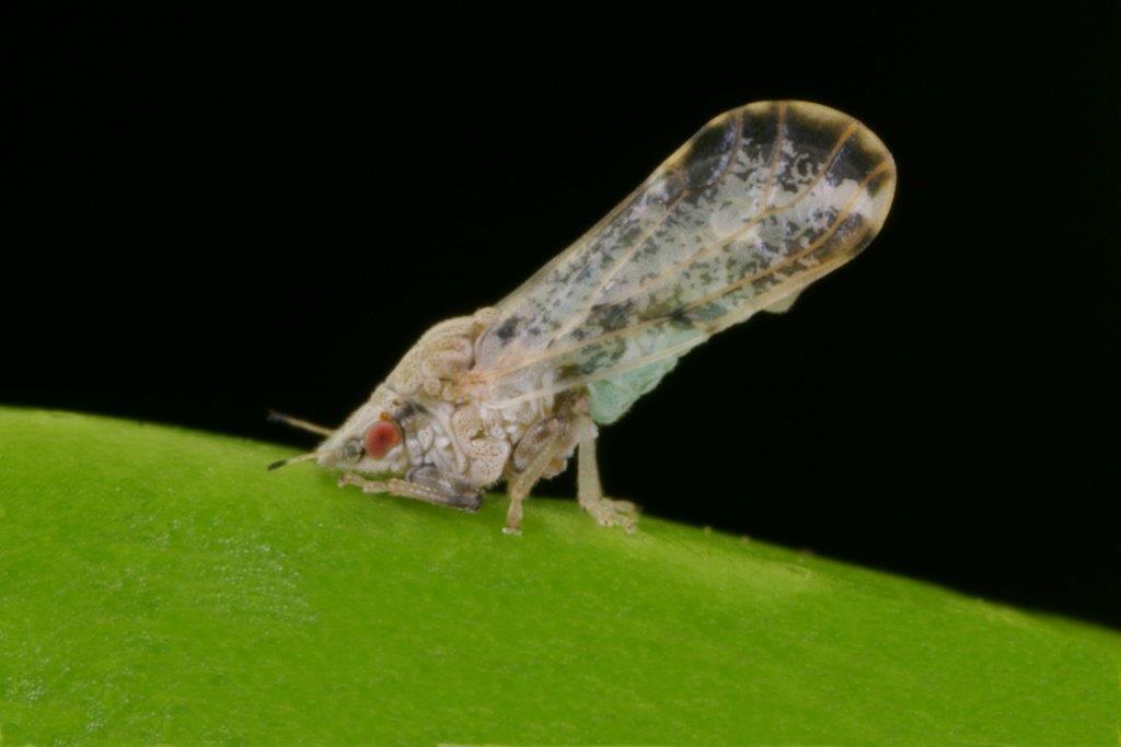 psyllid1MichaelRogersaUF-IFASresearcher.jpg