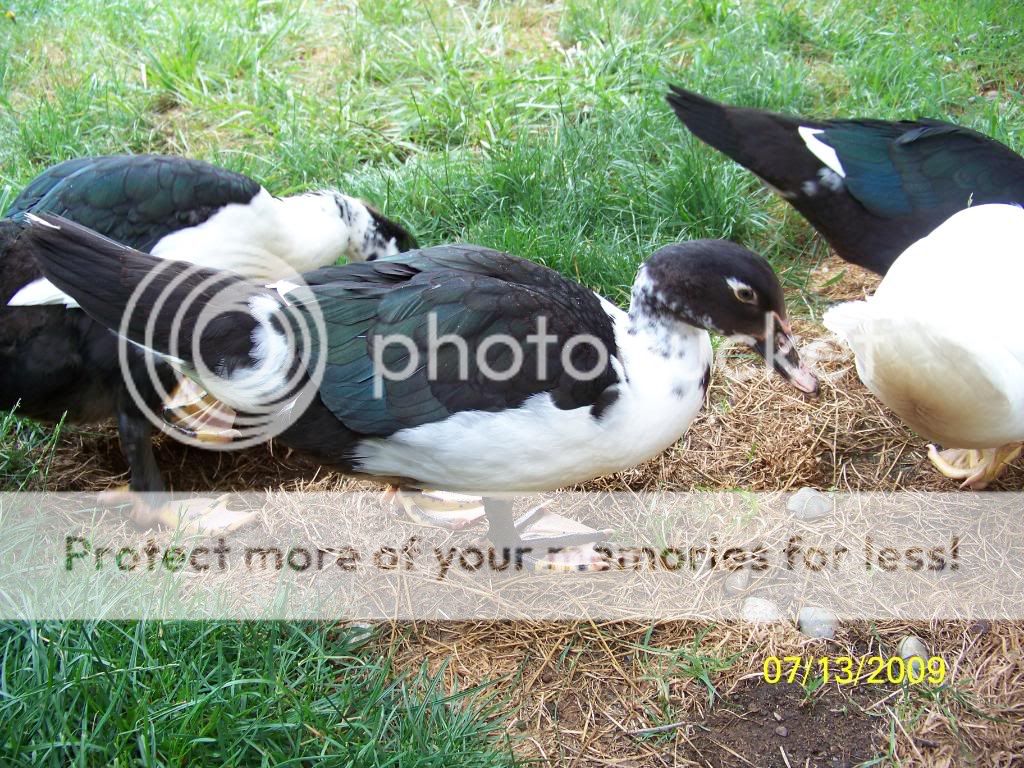 scovieduck2.jpg