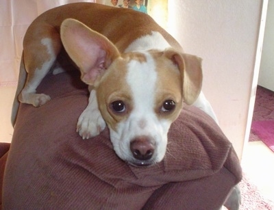 BratBostonRatTerrierMixCheech1Year3.jpg