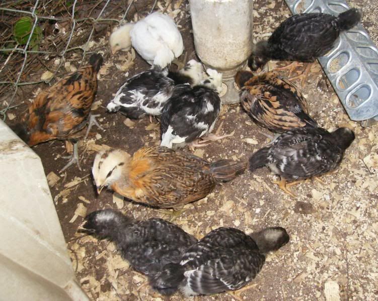 chickssecondrunfeathered.jpg