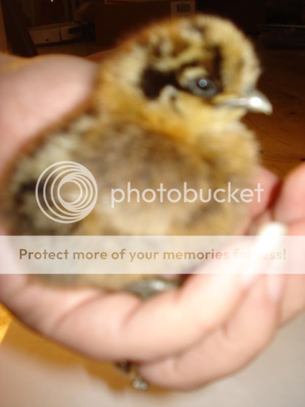 chicks015.jpg