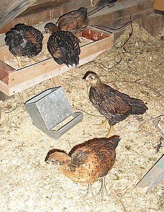 4564924634_acd0de505d.jpg
