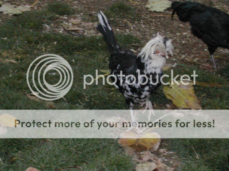 Picture034.jpg