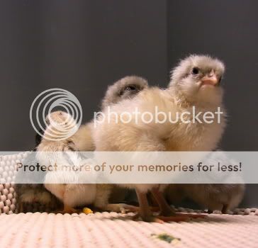 junechicks3.jpg