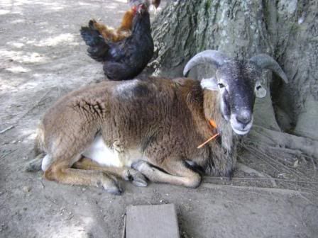 lamborambo.jpg