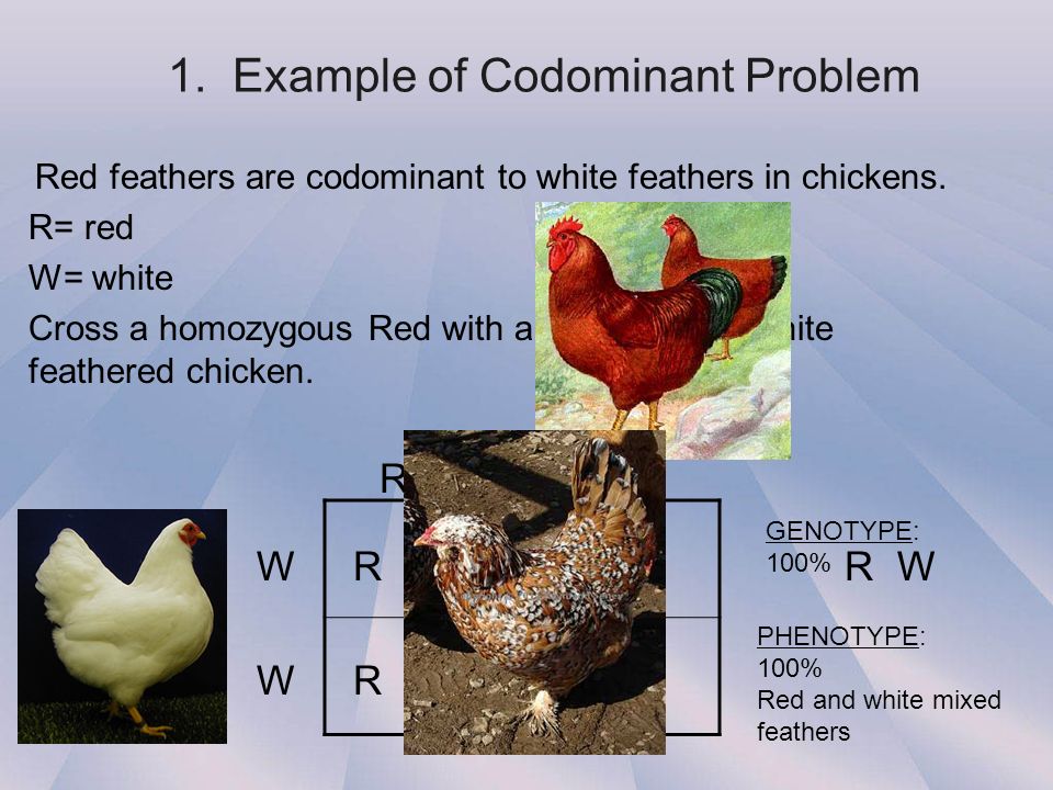 1.+Example+of+Codominant+Problem.jpg