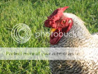 chicks045.jpg