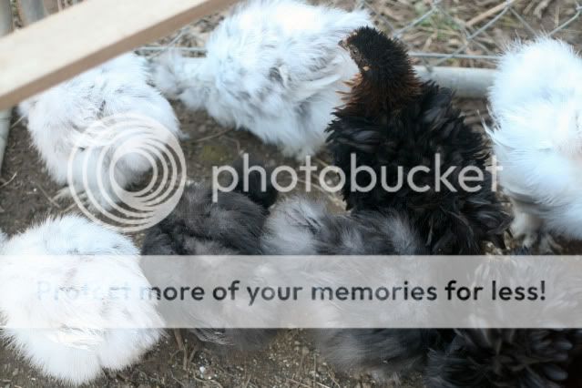 02-10Chickens0006.jpg