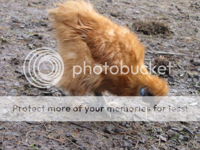 newchicken028.jpg