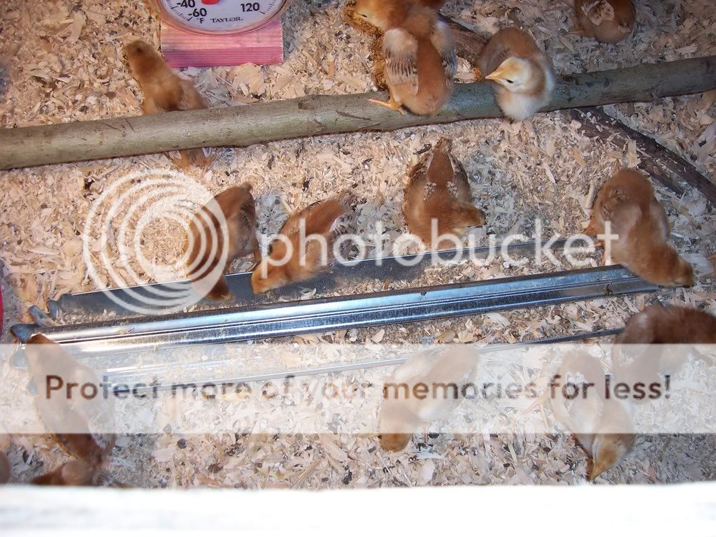 NewChicks8daysold005.jpg