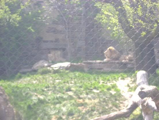 zoo37.jpg
