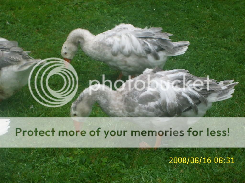 goslings144.jpg
