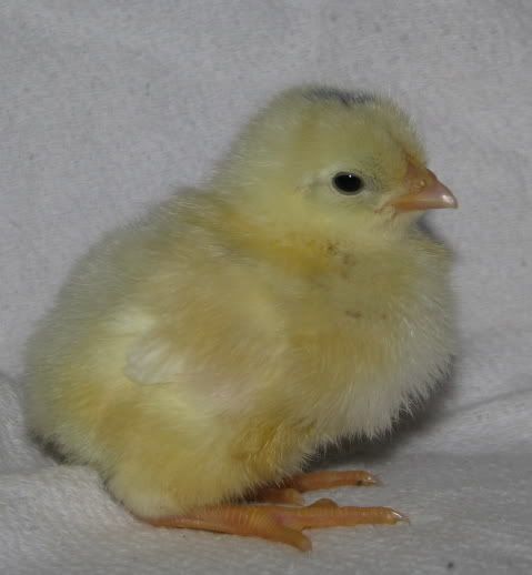 chick3.jpg