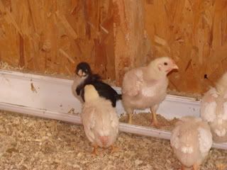 babychicks015.jpg