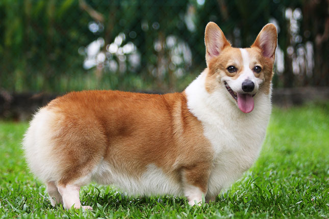 Corgi.jpg